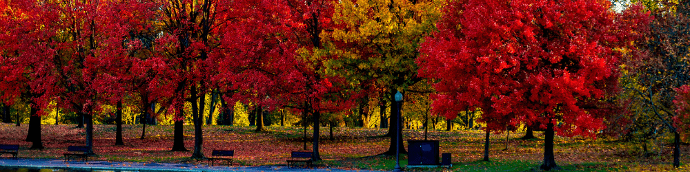 Photo paysage d'automne arbres flamboyants sur plan d'eau
